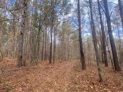 Undeveloped Land in Clay County, Alabama