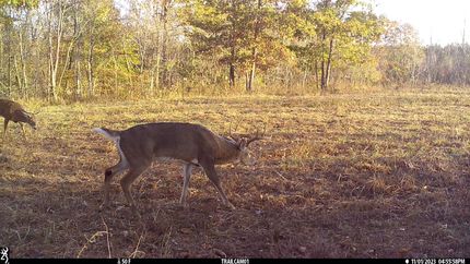 Hunting Property in Stewart County, Tennessee