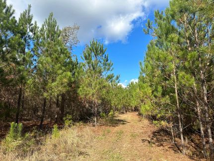 Undeveloped Land in Marion County, Georgia