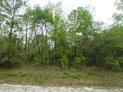 Undeveloped Land in Dixie County, Florida