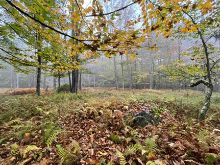 Hunting Property in Sullivan County, New York
