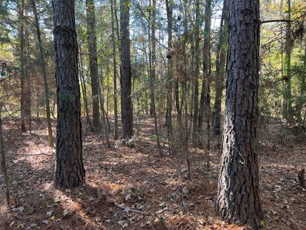 Undeveloped Land in Morris County, Texas