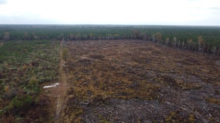 Timberland Property in Drew County, Arkansas