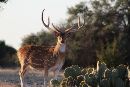 Farm and Ranch in Kimble County, Texas