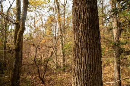 Land in Shelby County, Texas