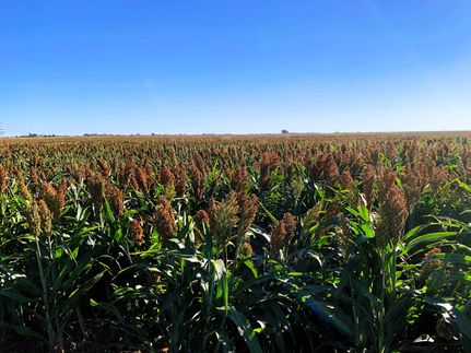 Farm and Ranch in Lubbock County, Texas