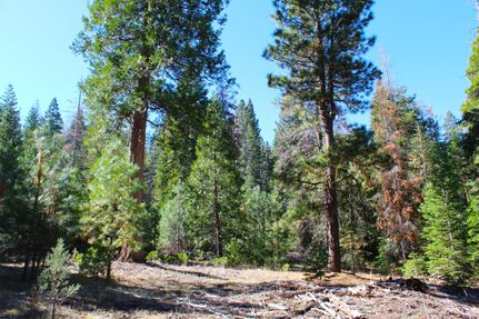 Undeveloped Land in Modoc County, California