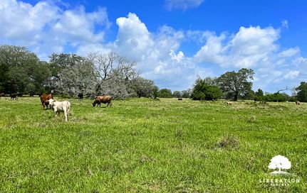 Farm and Ranch in Wharton County, Texas