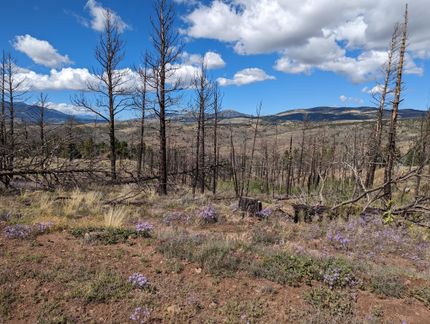 Undeveloped Land in Costilla County, Colorado