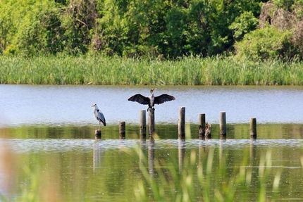 Undeveloped Land in Izard County, Arkansas