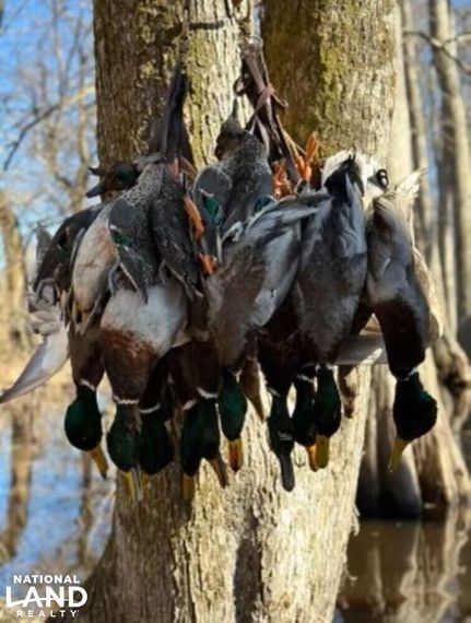 Farm and Ranch in Quitman County, Mississippi