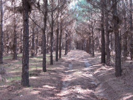 Timberland Property in Drew County, Arkansas
