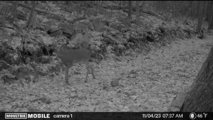 Timberland Property in Bedford County, Pennsylvania