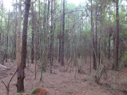 Timberland Property in Walthall County, Mississippi