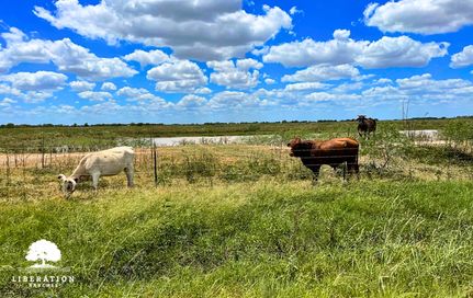 Undeveloped Land in Wharton County, Texas