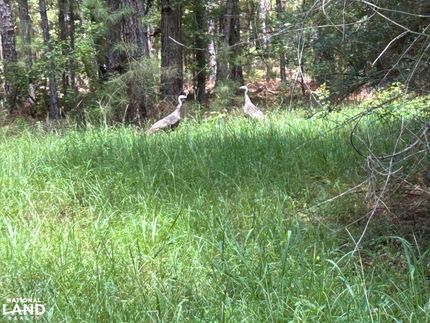 Recreational Property in Florence County, South Carolina