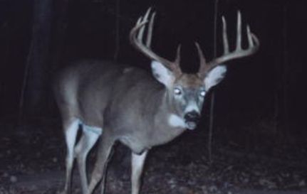 Timberland Property in Price County, Wisconsin