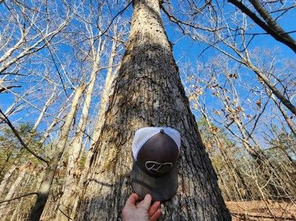 Timberland Property in Carroll County, Tennessee
