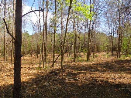 Timberland Property in Walthall County, Mississippi