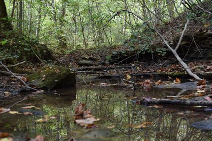 Timberland Property in Clinton County, Kentucky