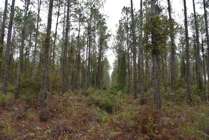 Timberland Property in Flagler County, Florida