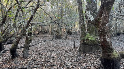 Recreational Property in George County, Mississippi