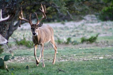 Recreational Property in Edwards County, Texas