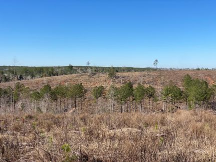 Undeveloped Land in Randolph County, Georgia
