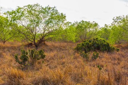 Undeveloped Land in Jim Wells County, Texas