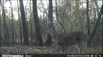 Farm and Ranch for sale in Shelby County, Alabama