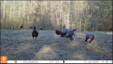 Timberland Property for sale in Shelby County, Alabama