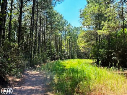 Timberland Property in Perry County, Mississippi