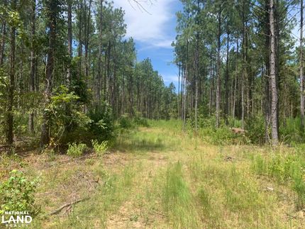 Undeveloped Land in LaSalle Parish, Louisiana