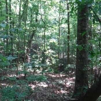 Recreational Property in Wilcox County, Alabama