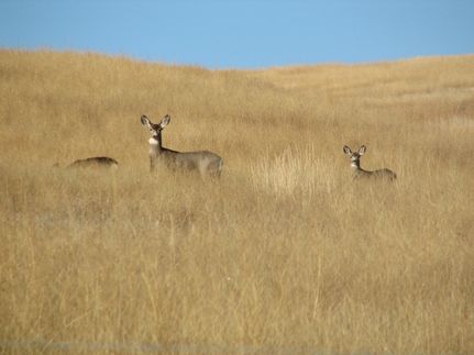 Land for sale in Costilla County, Colorado