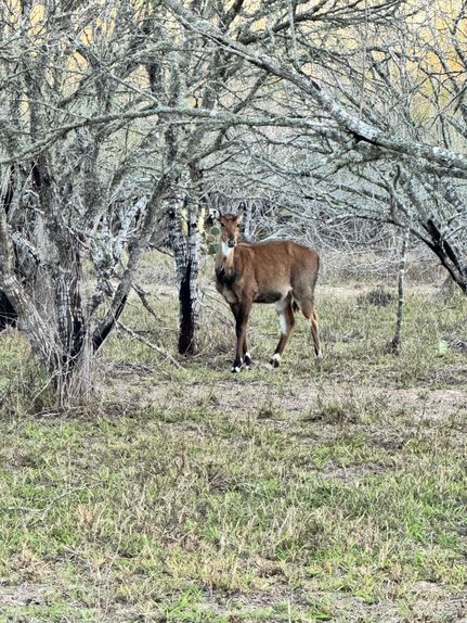 Recreational Property in Hidalgo County, Texas