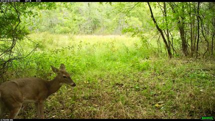 Undeveloped Land in McDonald County, Missouri