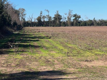 Farm and Ranch in Jackson County, Florida