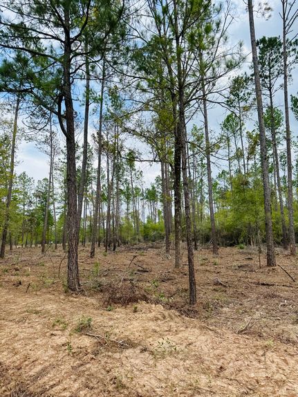 Undeveloped Land in Angelina County, Texas