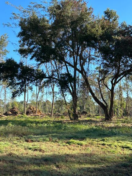 Undeveloped Land in Mobile County, Alabama