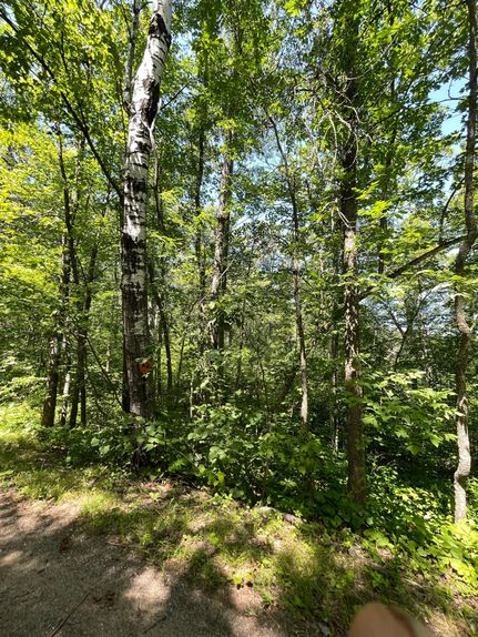 Undeveloped Land in Crow Wing County, Minnesota