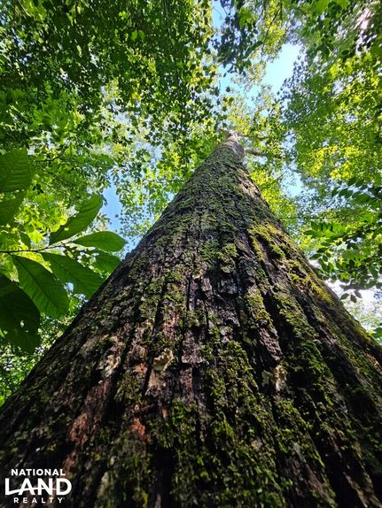 Recreational Property in Lawrence County, Alabama