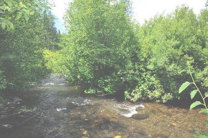 Timberland Property in Fremont County, Idaho