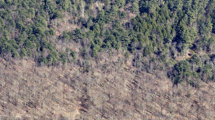 Undeveloped Land in Sullivan County, New York