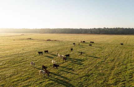 Undeveloped Land in Baldwin County, Alabama