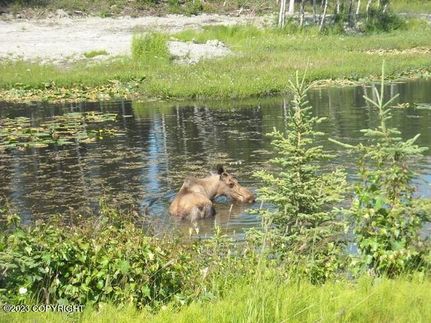 Undeveloped Land in Kenai Peninsula Borough, Alaska