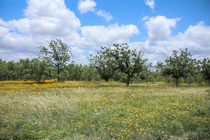 Farm and Ranch in Tom Green County, Texas