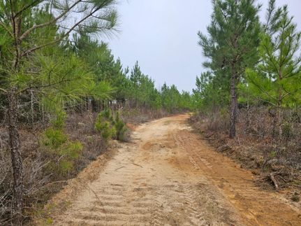 Undeveloped Land in Barbour County, Alabama