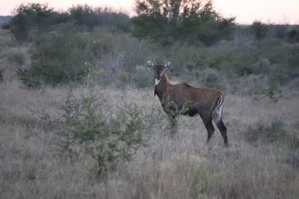 Farm and Ranch for sale in Zapata County, Texas