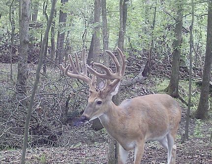 Recreational Property in Williamson County, Illinois